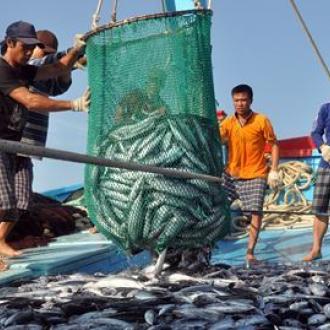Quy trình khai thác, đánh bắt cá cơm làm nước mắm tại Phú Quốc